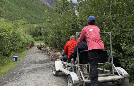 IMG_6053 Summer dog sledding in Anchorage, Alaska