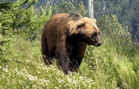 IMG_6346 Brown bear